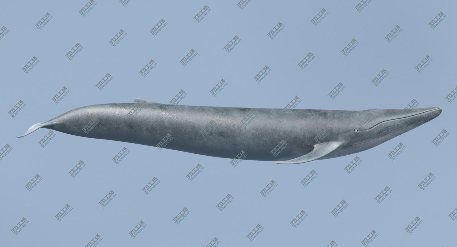 images/goods_img/2021040165/Whales 3D model/5.jpg